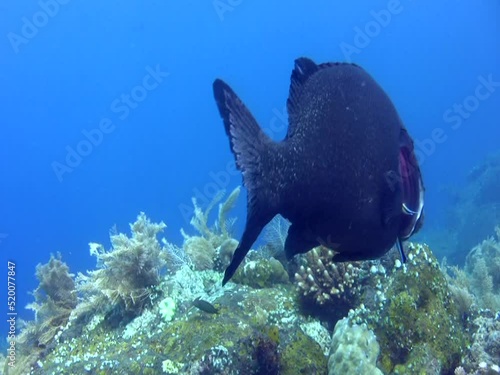 Giant or Two-striped Sweetlips (Plectorhinchus albovittatus) getting cleaned by wrasses photo