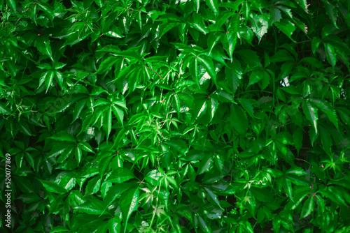 greens in early spring tarragon coriander