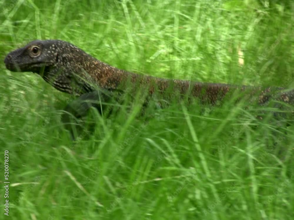 Komodo dragon walking Komodo dragon walking