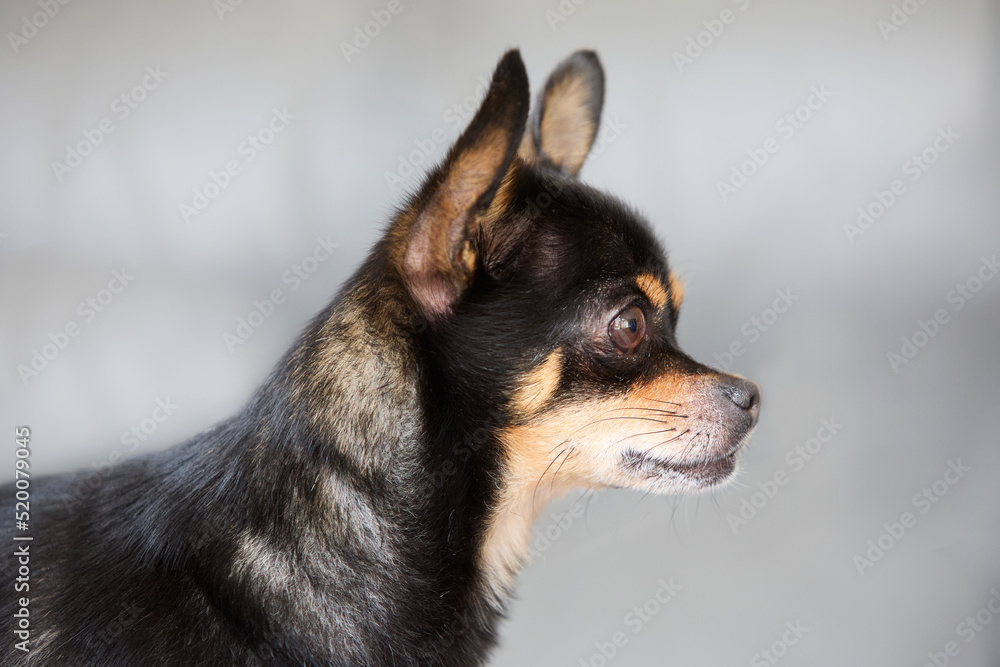 Close up portrait of head of chihuahua