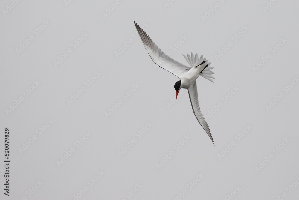 Obraz premium Western Kingbird Looks on Curiously