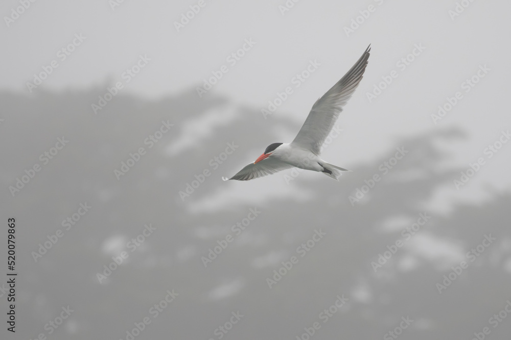 Caspian Tern Performs Flight Aerobatics While Fishing on a Foggy Day Caspian Tern Performs Flight Aerobatics While Fishing on a Foggy Day