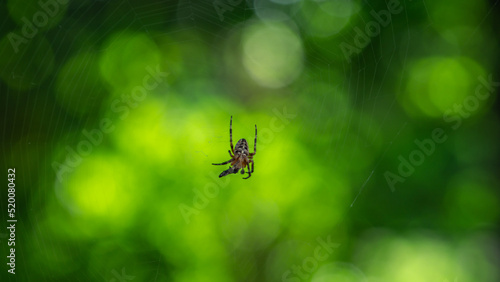 spider on the web on green blurred background