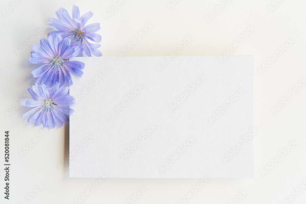 Summer still life. Greeting mockup scene on white background. Blank paper, heads of chicory flowers Summer still life. Greeting mockup scene on white background. Blank paper, heads of chicory flowers