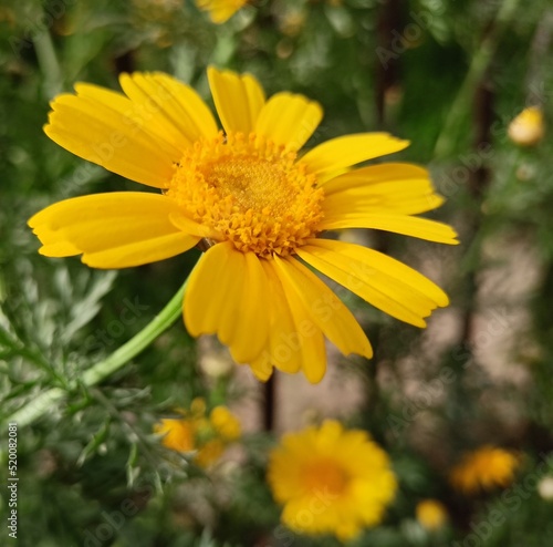 yellow flower in a garden