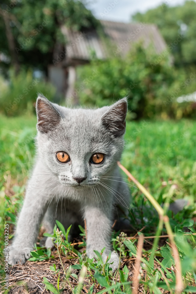 little Cute grey fluffy kitten outdoors. kitten first steps....