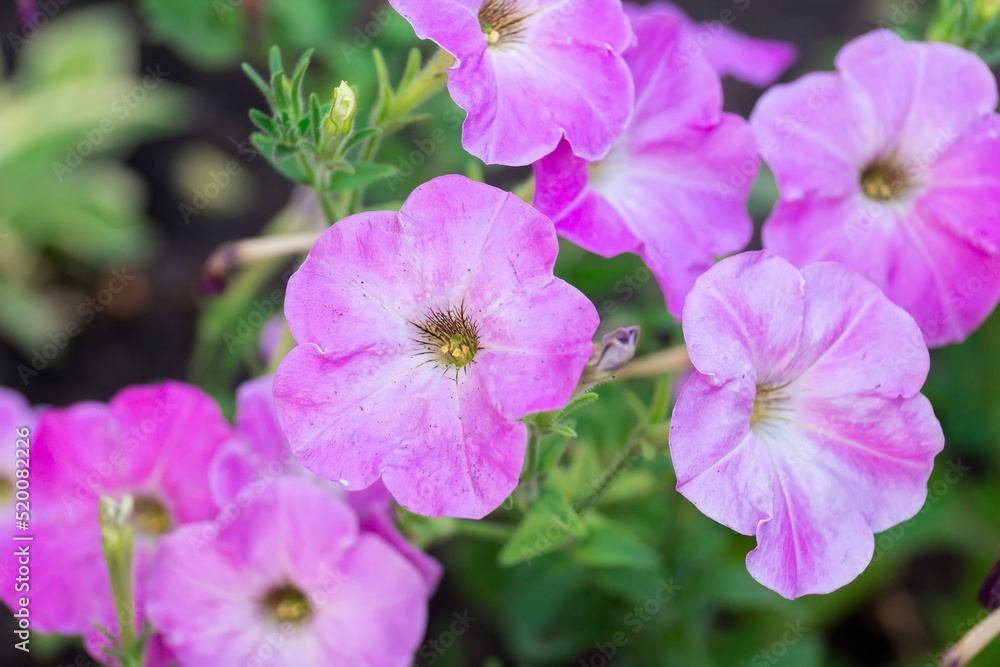 Close up of a flower border with colouful flowering Petunia Wave Sweetheart... Close up of a flower border with colouful flowering Petunia Wave Sweetheart...
