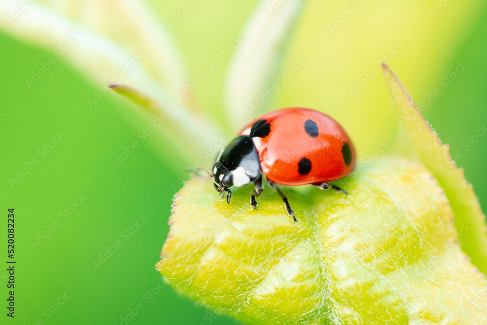 Fototapeta premium ladybug (Coccinellidae) on parsley stem and green background