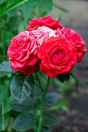 Wallpaper Mural Pink roses in the garden. Floral summer background.... Torontodigital.ca