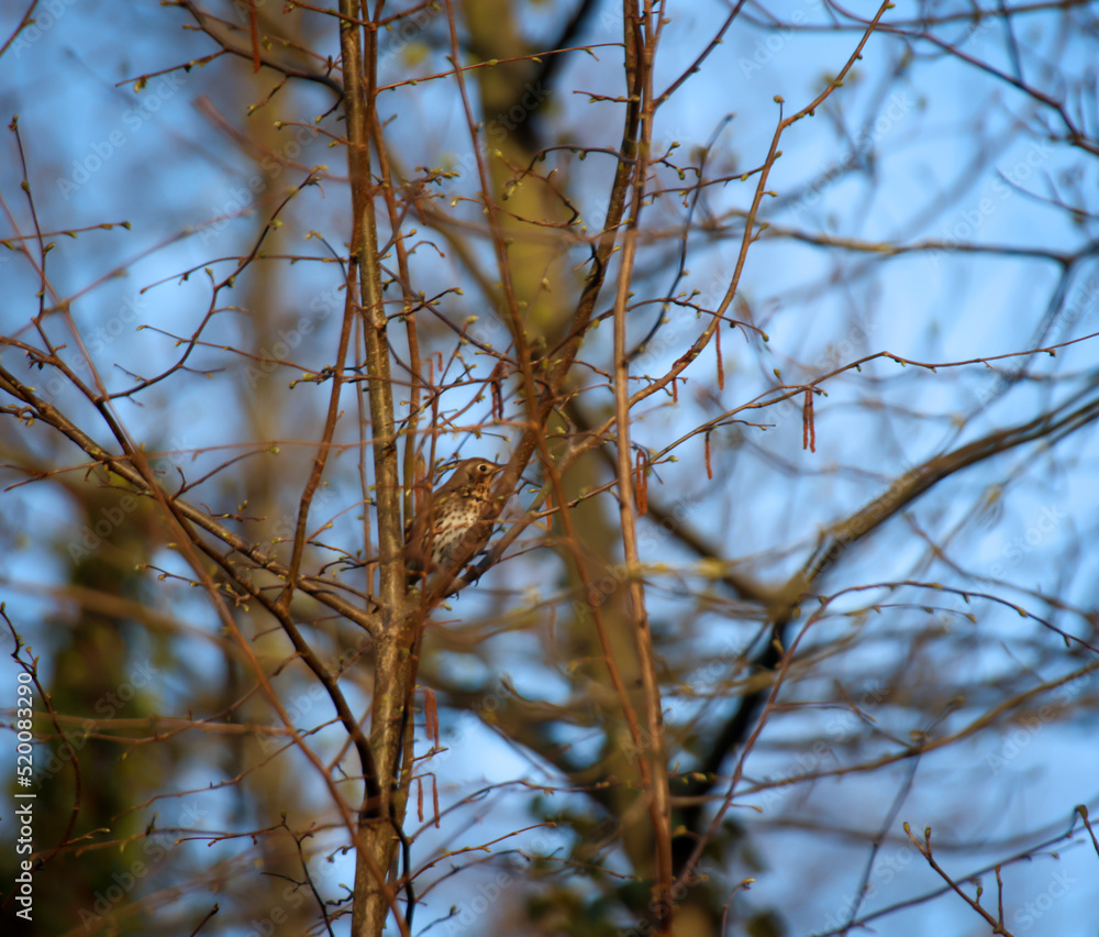 Eine Singdrossel, Drossel auf den Ästen eines Baumes.

