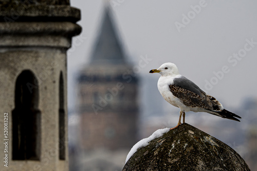 seagull and city architecture