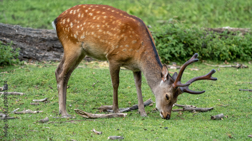 deer in the forest deer in the forest