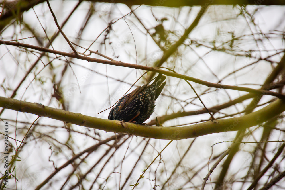 Auf einem Baum ist ein Star, ein Singvogel.
Auf einem Baum ist ein Star, ein Singvogel.