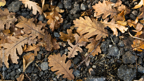 leaves and nature image