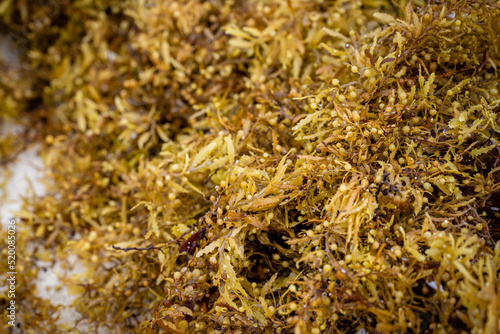 Fototapeta Naklejka Na Ścianę i Meble -  Extreme close-up photograph of a pile of sargassum on the beach of Cancun, a powerful close-up image of the structure of an accumulation of algae on the beach's white sand.