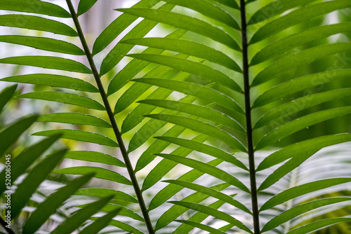 Pattern in plants  background plant  background of green leaves