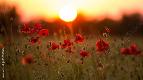 a field with poppy flowers at sunset