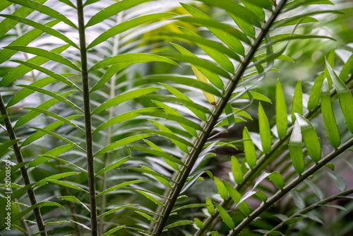 Pattern in plants  background plant  background of green leaves