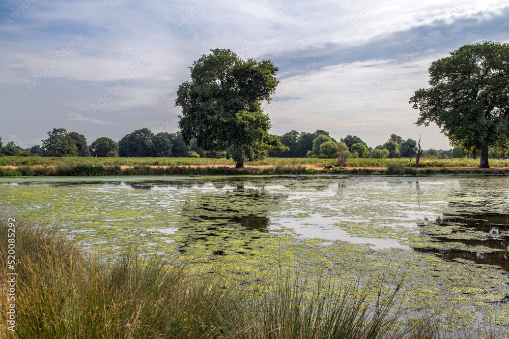 Fototapeta premium Pond taken over by invasive algae