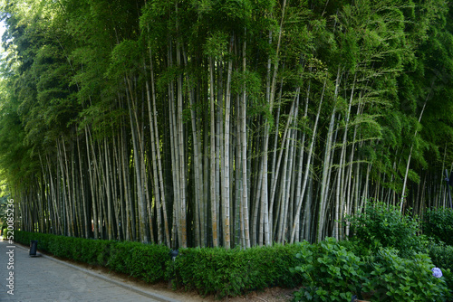 Bamboo forest in the park, Batumi photo