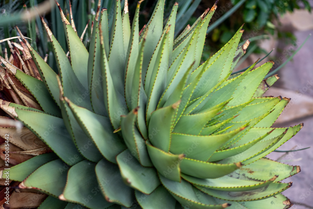 close up of cactus, wallpaper background, pattern background, patterns close up of cactus, wallpaper background, pattern background, patterns