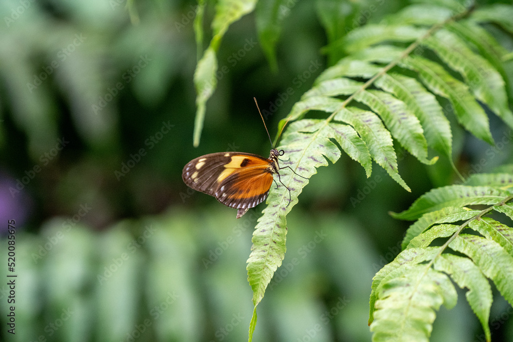 Catonephele numilia, the blue-frosted banner, blue-frosted Catone, Grecian shoemaker or stoplight Catone, is a butterfly of the family Nymphalidae Catonephele numilia, the blue-frosted banner, blue-frosted Catone, Grecian shoemaker or stoplight Catone, is a butterfly of the family Nymphalidae