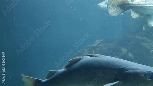 cod and Saithe, coalfish, swimming in aquarium