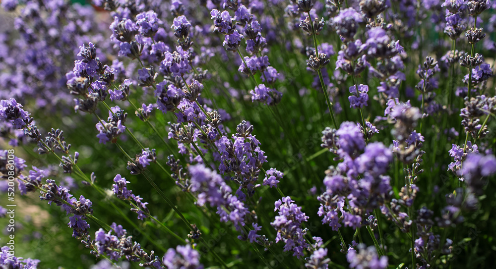 Natural background of bush of lavender flowers. Natural background of bush of lavender flowers.