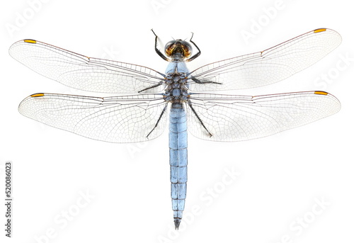 Emperor dragonfly or blue emperor (Anax imperator) isolated on white, top view © dule964