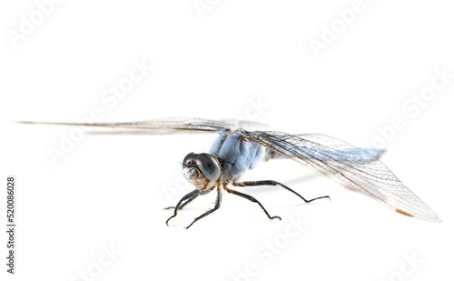Emperor dragonfly or blue emperor (Anax imperator) isolated on white, side view