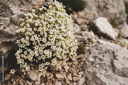Obraz na płótnie Discover Tre Cime di Lavaredo's Dolomites majesty. Iconic peaks, nature's artistry. Explore dramatic landscapes, ignite wanderlust, feel Earth's grandeur w salonie