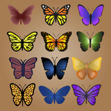 Big set of colorful butterflies. Silhouette. Vector illustration