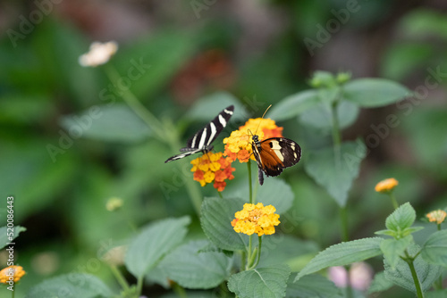 Butterfly on a flower. The zebra longwing butterfly or zebra heliconian, Heliconius charithonia, is unmistakable with its long narrow wings © LDC