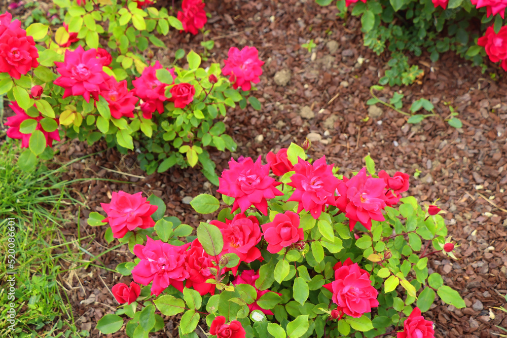 Beautiful pink roses in the garden. Selective focus. Beautiful pink roses in the garden. Selective focus.