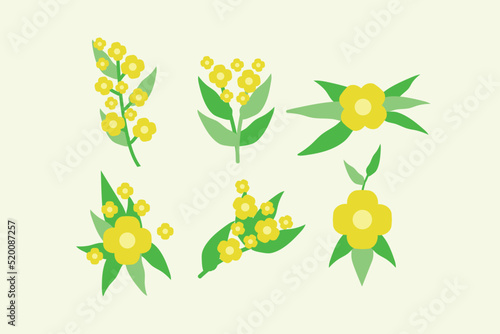 canola flower design vector flat isolated illustration