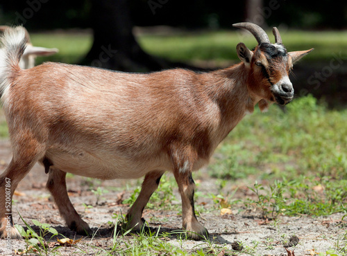 A female Nigerian dwarf goat on the farm