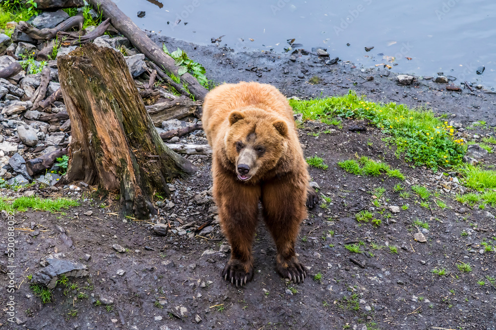 A view of an Alaskan brown bear  on the shore of Disenchartment Bay close to the Hubbard Glacier in Alaska in summertime
