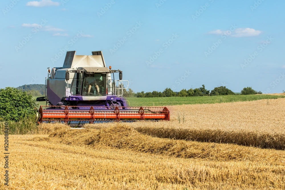 Obraz premium Harvesting wheat with a combine harvester. Agriculture. Growing wheat. Grain trading.