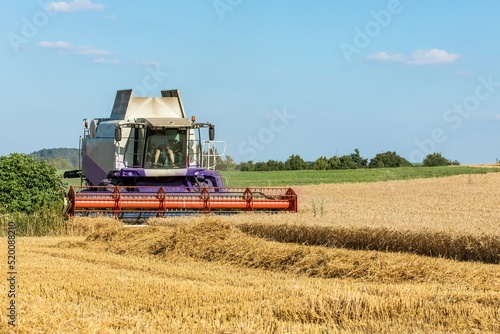 Harvesting wheat with a combine harvester. Agriculture. Growing wheat. Grain trading.