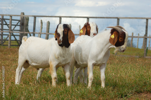Young male boer goats on the farm photo