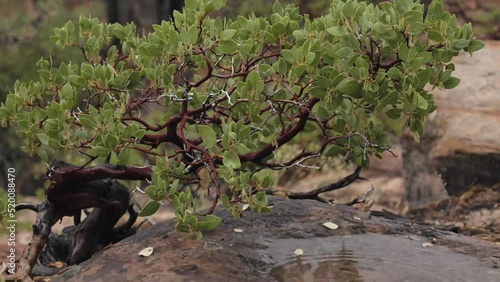 The trunk and branches of a manzanita bush grow gnarled and twisted like a bonsai tree while gentle raindrops fall into a small puddle on the sandstone rock below the bush.  photo
