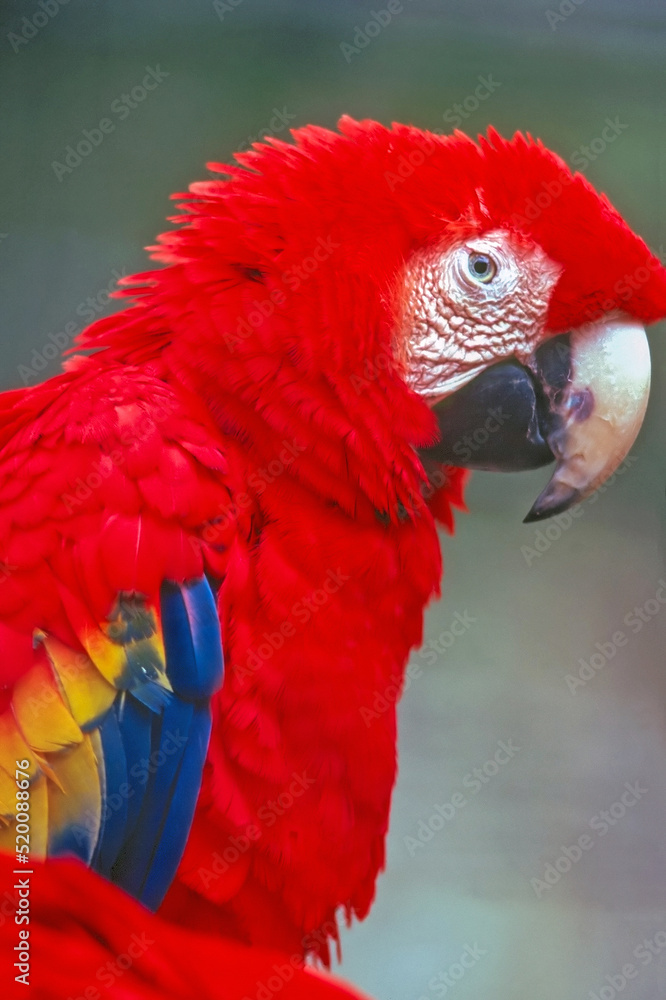 Fototapeta premium Scarlet Macaw