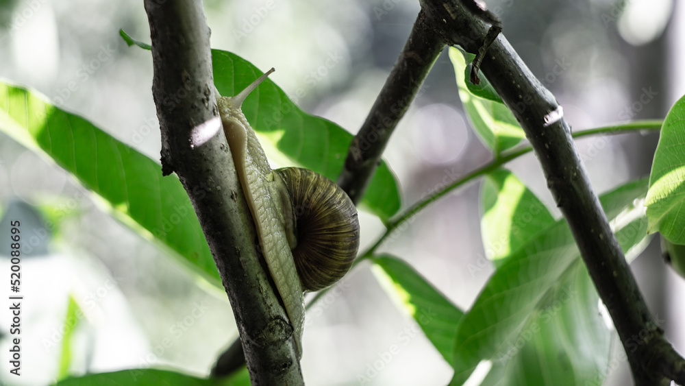 grape snail crawls on a tree branch grape snail crawls on a tree branch