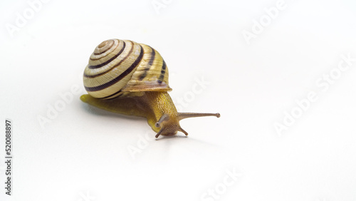 closeup striped snail isolated on white background