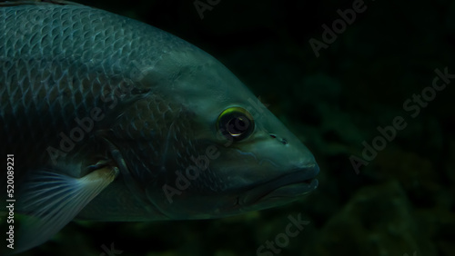 fish head in aquarium