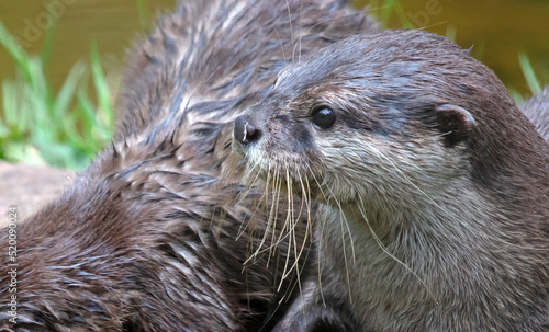 Baby otter playing, close-up, selective focus