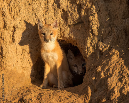 Canvas Print Swift-fox pups look curiously from their den