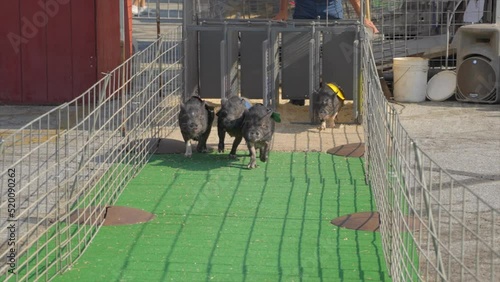 This super slow motion video shows four pot belly pigs running and racing.