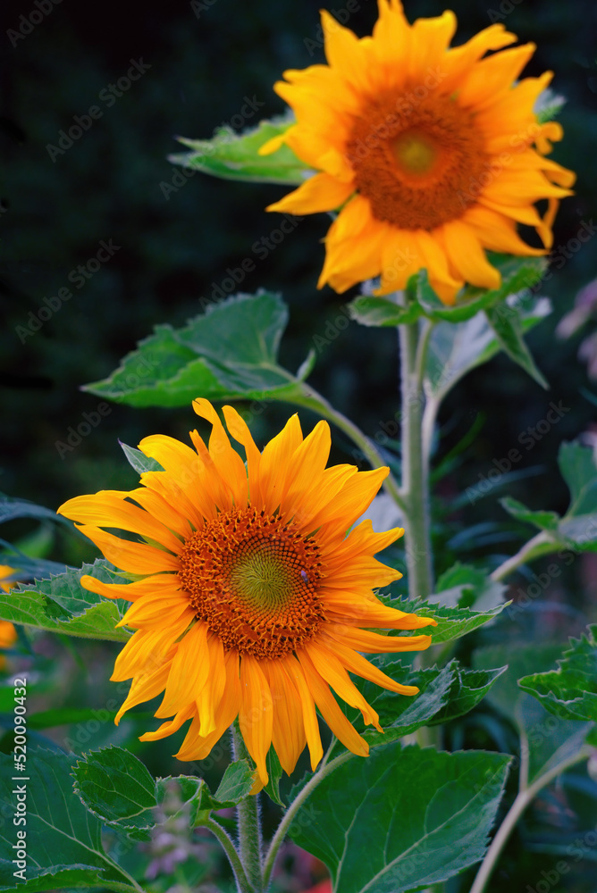 Fototapeta premium Beautiful sunflower blossoms in summer
