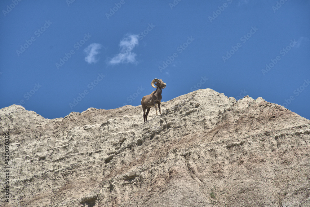 Big Horn Ram on a cliff in the Bad Lands of South Dakota